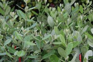 Edibles Chch Canterbury: Feijoa Apollo