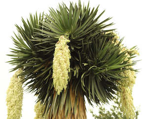 Yucca fillifera