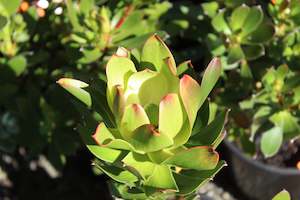 Evergreen Plants Chch Canterbury: Leucadendron Waterlily