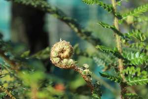 Evergreen Plants Chch Canterbury: Polystichum proliferum