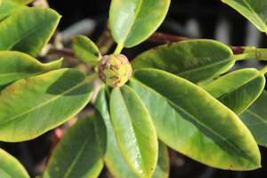 Rhododendron Lemon Lodge