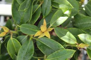 Rhododendron Bruce Brechbill
