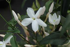 Evergreen Plants Chch Canterbury: Jasminum polyanthum