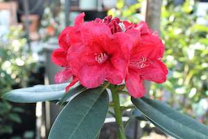 Rhododendron Lady in Red