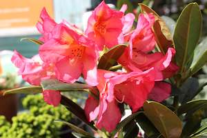 Evergreen Plants Chch Canterbury: Rhododendron Lem's Aurora