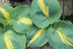 Hosta Thunderbolt