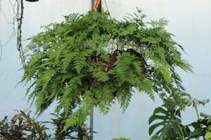 Ferns Chch Canterbury: Davallia fejeensis