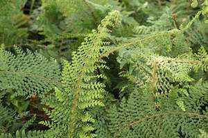 Polystichum setiferum