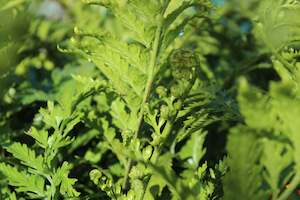 Asplenium bulbiferum x oblongifolium
