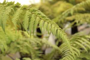 Ferns Chch Canterbury: Dicksonia squarrosa
