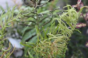 Blechnum novae-zelandiae