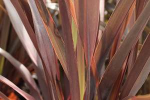 Flaxes Chch Canterbury: Phormium tenax purpurea