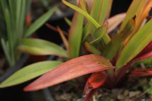 Flaxes Chch Canterbury: Dianella tasmanica Tas Red