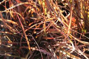 Phormium Jack Spratt