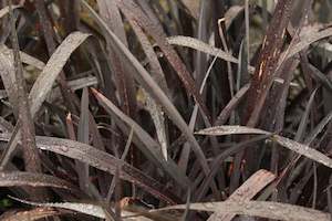 Flaxes Chch Canterbury: Phormium Dark Seedling
