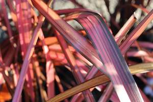 Flaxes Chch Canterbury: Phormium cookianum Rainbow Red