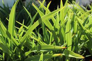 Phormium Emerald Gem