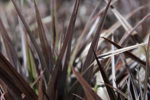 Flaxes Chch Canterbury: Astelia Red Devil