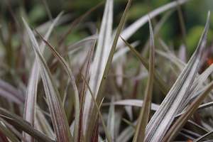 Astelia nervosa Westland