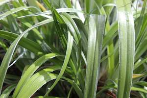 Flaxes Chch Canterbury: Astelia banksii