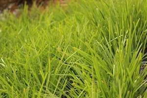 Grasses Chch Canterbury: Lomandra Pom Pom