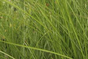 Grasses Chch Canterbury: Miscanthus sinensis Gracillimus