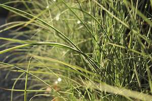 Miscanthus Morning Lights