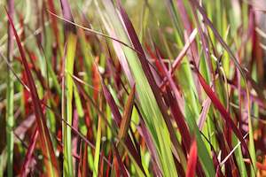Grasses Chch Canterbury: Imperata cylindrica Red Baron