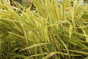 Hakonechloa macra Aureola