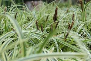 Grasses Chch Canterbury: Carex Feather Falls