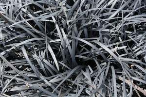 Ophiopogon planiscapus Nigrescens