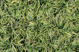 Ophiopogon japonicus Nana