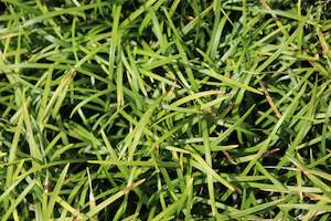 Grasses Chch Canterbury: Ophiopogon japonicus