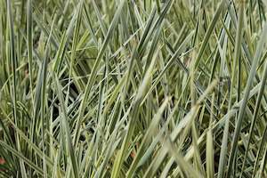 Lomandra White Sands
