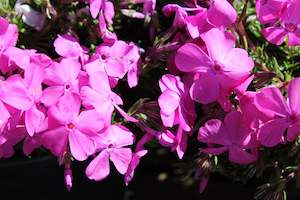 Groundcover Chch Canterbury: Phlox subulata Pink Cushion