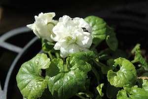 Viola parma Comte di Brazzi