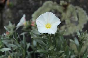 Convolvulus cneorum