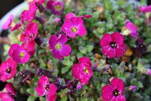 Groundcover Chch Canterbury: Aubrieta cultorum