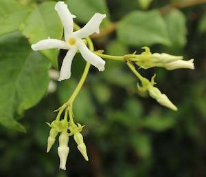 Trachelospermum jasminoides