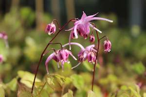 Epimedium grandiflorum Rose Queen
