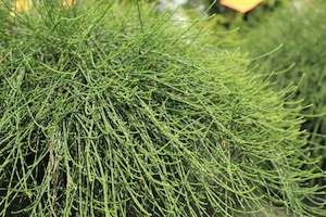 Groundcover Chch Canterbury: Casuarina Cousin It
