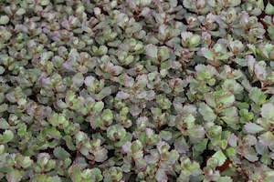 Groundcover Chch Canterbury: Sedum Voodoo