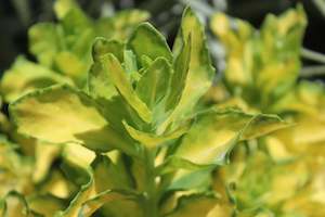 Sedum spectabile Variegatum