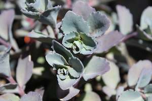 Sedum Bertram Anderson