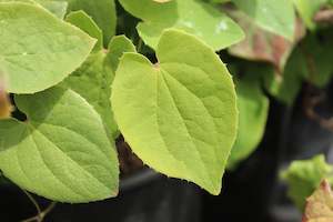 Epimedium warleyense