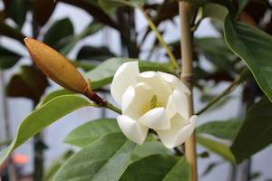 Michelia fairy white