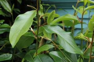 Hedging Chch Canterbury: Michelia fairy blush