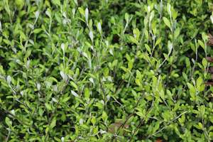 Corokia Clover