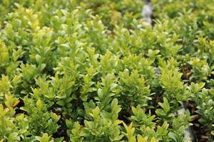 Buxus sempervirens