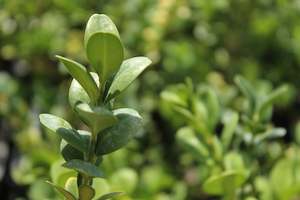 Buxus rotundifolia